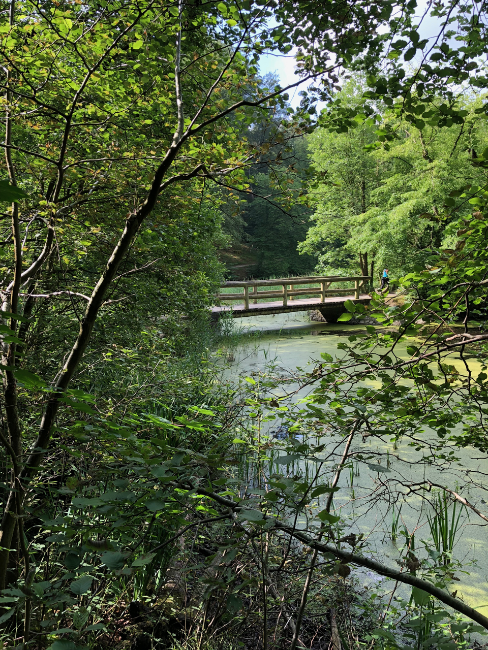 Forêt de Soignes